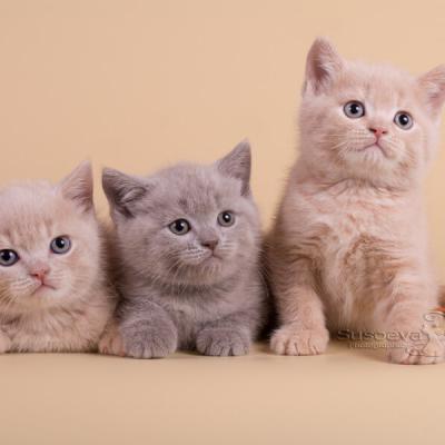 Фото лилового и кремового окраса  британский короткошерстных котят