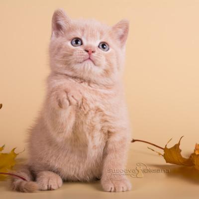 Британский кремовый котёнок  фото