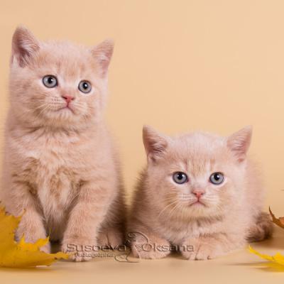 фото бежевого персикового окраса котят британцев