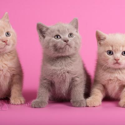 Котята британцы бежевого и лилового цвета фото