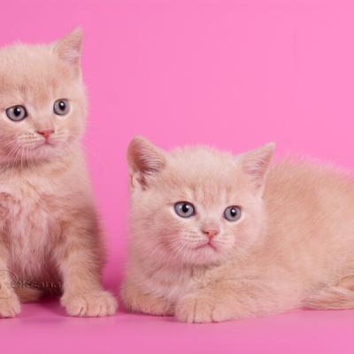 Фото британских котят кремового окраса