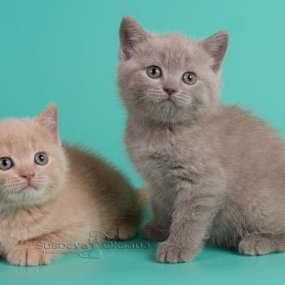 Кремовый и лиловый британские котята фото