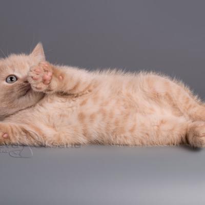 Фото британского кремового кота