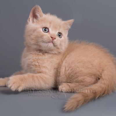 Британский котёнок кремового окраса фото