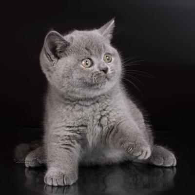 Голубой серый котёнок британец фото