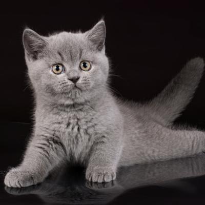 Фото голубого британского котёнка на чёрном фото