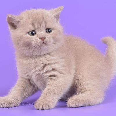 Фото лилового британского короткошерстного  котёнка