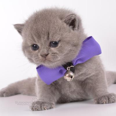 Британская короткошерстная порода - голубой британский котёнок-кот, фото