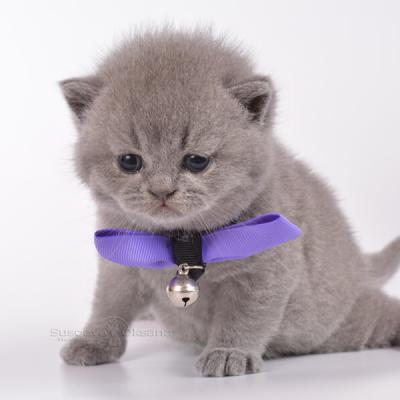 Голубой британский котёнок - кот, породы британская короткошерстная, фото