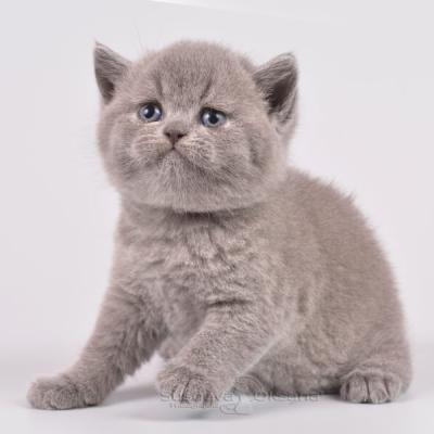 Британский котёнок серого цвета, фото