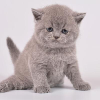 Британские котята голубого окраса, куплю в питомнике Минска