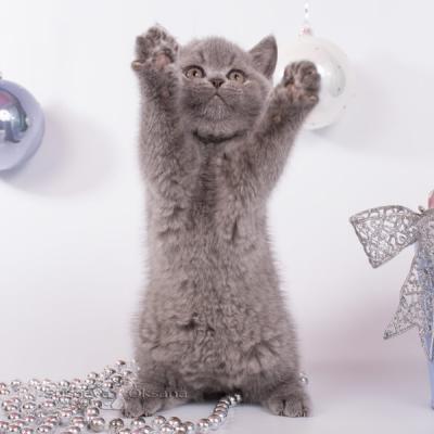 Голубой британский котик из питомника кошек в Беларуси, фото, цена