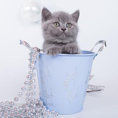 Юппи - голубой британский котёнок в Минске, цена