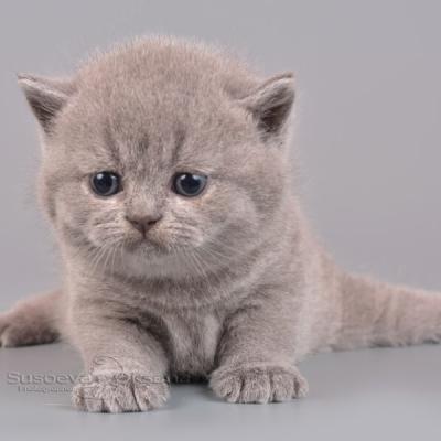Котик -плюшевый мишка голубой , фото, цена