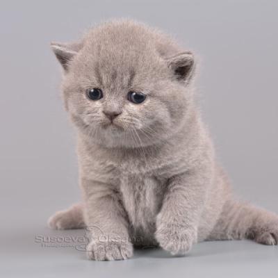 Красивый плюшевый котёнок-мишка, продаётся в питомике