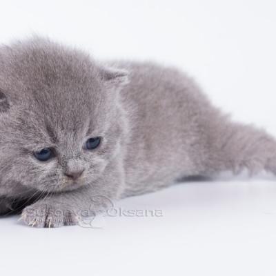 Британский голубой котёнок-кот Юппи, продажа породистых котят в Беларуси