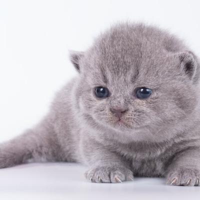 Британский голубой котёнок-котик Юппи- 