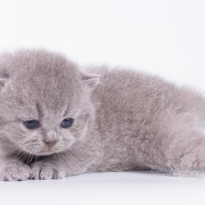 Голубой британский котёнок Юппи ,купить в питомнике кошек