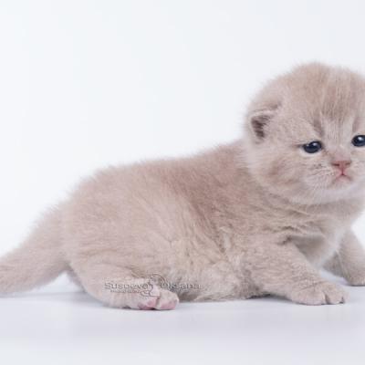 Лиловый британский котик Юкон, продажа породистых котят в Минске