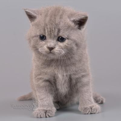 Серый котёнок-котик продаётся в Минске в питомнике