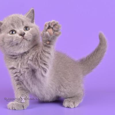 голубая британская кошка Юста, фото