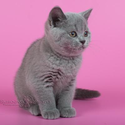 Британская короткошерстная кошка голубого окраса, фото, цена