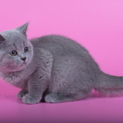 Британские короткошерстные кошки голубого окраса, фото, цена