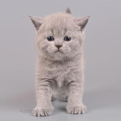 Юська - голубая британская кошка