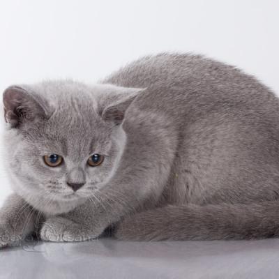 Британская короткошерстная кошка голубого окраса, фото, купить в Минске