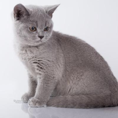 Британская короткошерстная кошка голубого окраса, фото, цена в Минске
