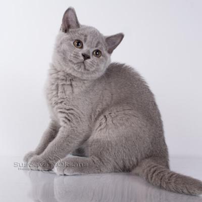 Голубой британец-котёнок кошка, фото