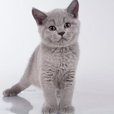 Британская голубая кошка , купить в питомнике