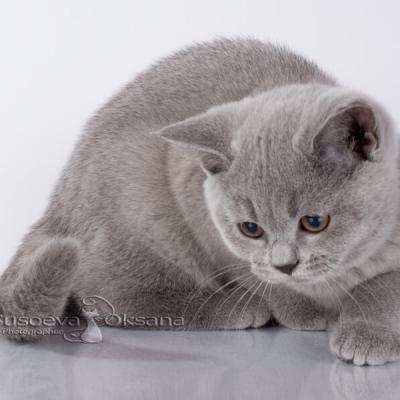 Котята породы британская короткошерстная, фото