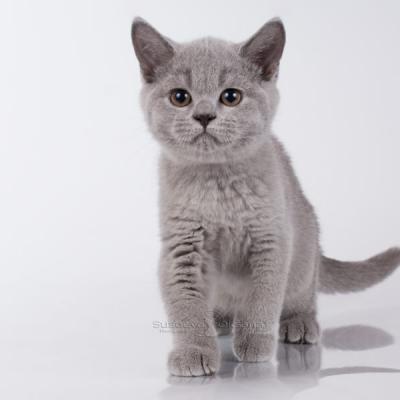 Голубая британская кошка, фото , цена