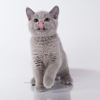 Британские котята голубого окраса, фото