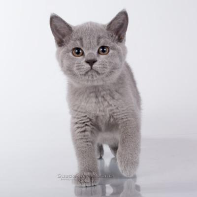 Британская короткошерстная кошка, фото голубого окраса