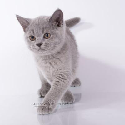 Британская короткошерстная голубая кошка, фото