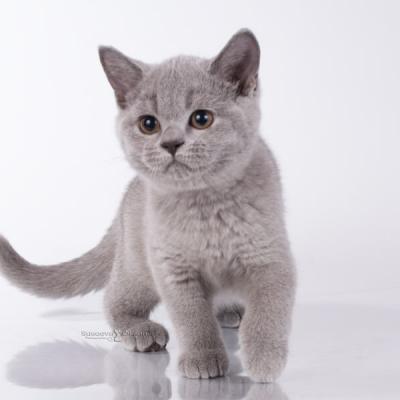 Голубой британец котёнок - кошка