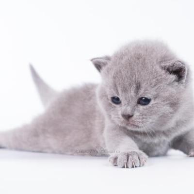 Купить голубого британского котёнка в питомнике