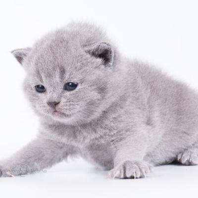 Британский котёнок-кошка, куплю в Беларуси