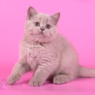 Кошка британской короткошерстной породы, фото, цена