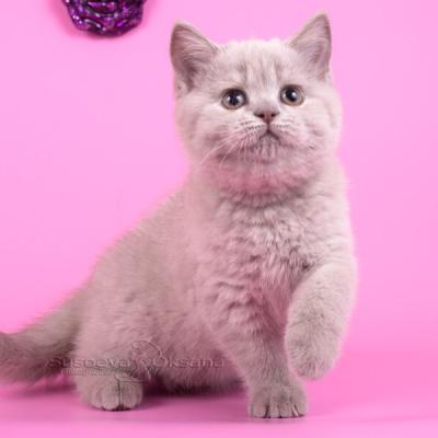 Британский короткошерстный котёнок, фото, цена