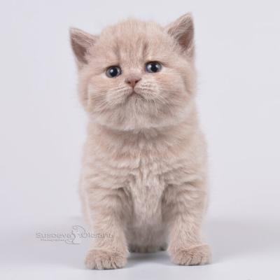 Красивая британская короткошерстная кошка , фото