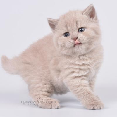 Лиловая британская кошка, фото, цена
