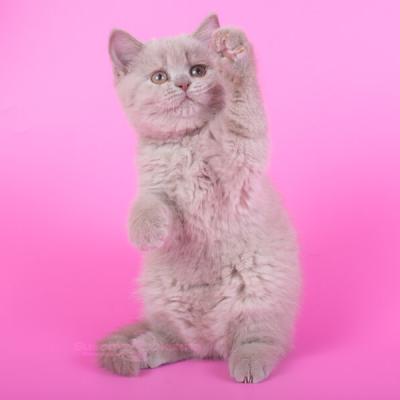 Британские короткошерстные кошки, фото , цена
