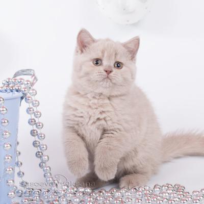 Британская лиловая кошка, фото, купить в Минске