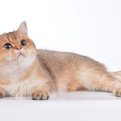 Золотая британская кошка фото