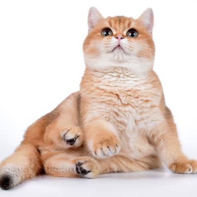Британский кот затушёванного золотого окраса фото