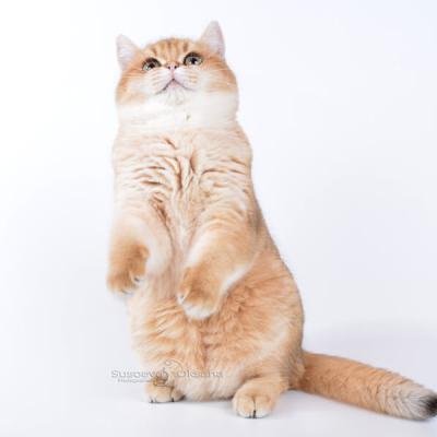 Британский кот золотистого окраса фото