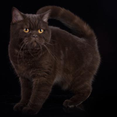 Шоколадная британка фото, британская кошка шоколадного  окраса, британская короткошерстная кошка шоколадного (коричневого) цвета